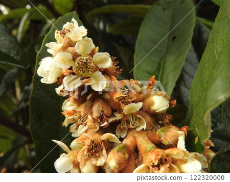 Loquat flowers bloom from autumn to winter 122320000