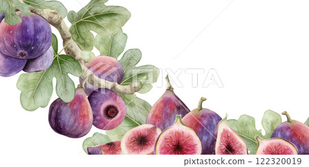 Figs tree branches and cut fruits watercolor horizontal banner template isolated on white. Hand drawn label or package sticker with ripe summer fruits. Delicious gourmet food illustration Figs tree branches and cut fruits watercolor horizontal banner template isolated on white. Hand drawn label or package sticker with ripe summer fruits. Delicious gourmet food illustration 122320019