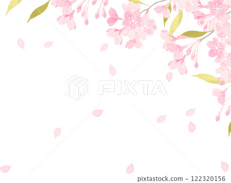 Cherry blossoms in full bloom background material 2 122320156