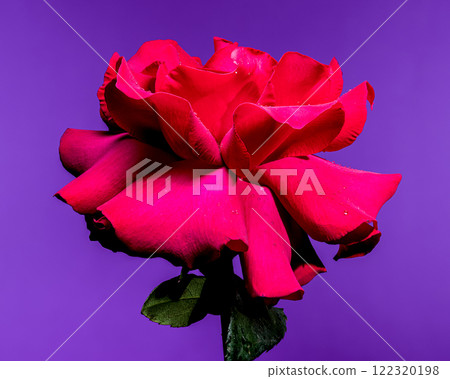 Beautiful Red Rose on purple Background 122320198