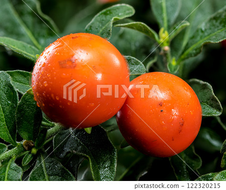 Vibrant Orange Jerusalem cherry Berries on black background Vibrant Orange Jerusalem cherry Berries on black background 122320215