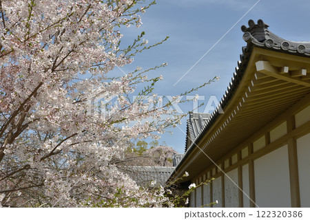 世界遺產醍醐寺靈峰館櫻花(京都市伏見區) 世界遺產醍醐寺靈峰館櫻花(京都市伏見區) 122320386