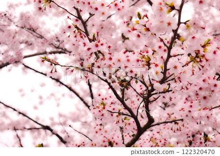 櫻花枝嵐山京都 2 櫻花枝嵐山京都 2 122320470