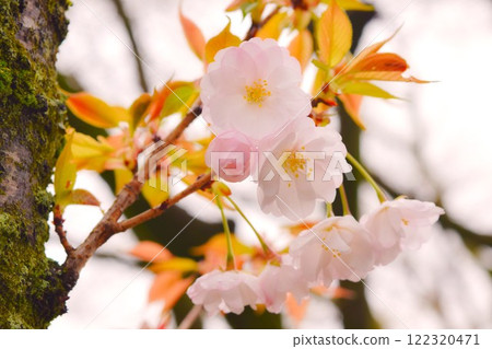 淡粉紅色櫻花京都1 淡粉紅色櫻花京都1 122320471