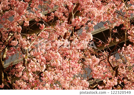 Calla lily, plant, cherry blossom, blooming (registered January 2025) 122320549