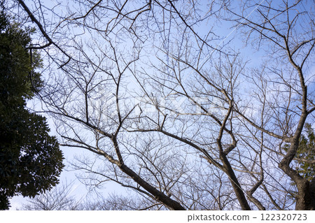 Winter trees, dead trees, winter sky, sunny, January, image 122320723