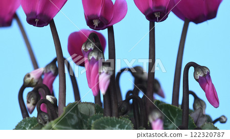 Cyclamen burning bright red (fix shooting) Cyclamen burning bright red (fix shooting) 122320787