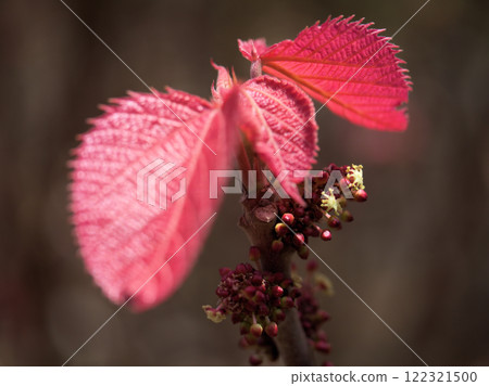 The lovely male flowers of the large-leaved red cypress (Ooba Benigashiwa) blooming in April The lovely male flowers of the large-leaved red cypress (Ooba Benigashiwa) blooming in April 122321500