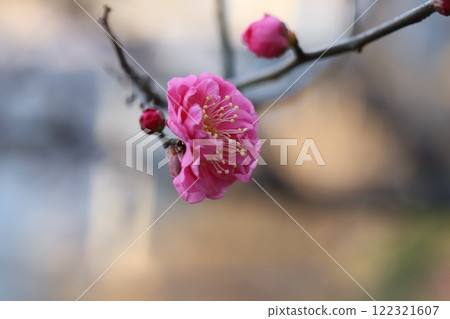 Pink plum blossoms blooming in a winter garden Pink plum blossoms blooming in a winter garden 122321607