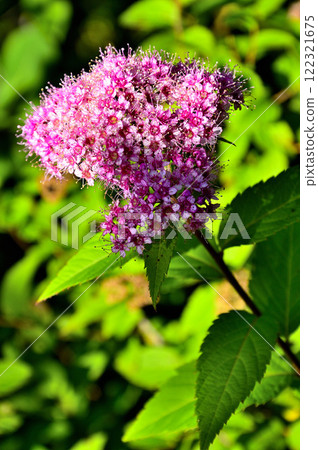 Spirea on Mount Junigatake in the Misaka Mountains 122321675