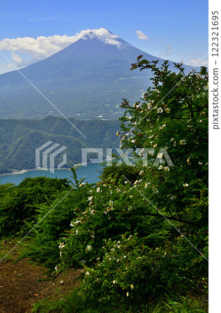 禦坂山雪戸岳展望台夏季的富士山與野薔薇花 122321695