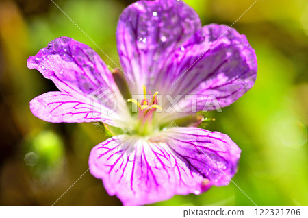 Mount Yukitogatake in the Misaka Mountains - Geranium family 122321706