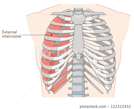 Intercostals illustration Intercostals illustration 122322432