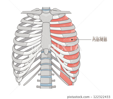 Intercostals illustration 122322433