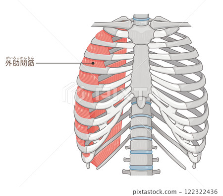 Intercostals illustration 122322436
