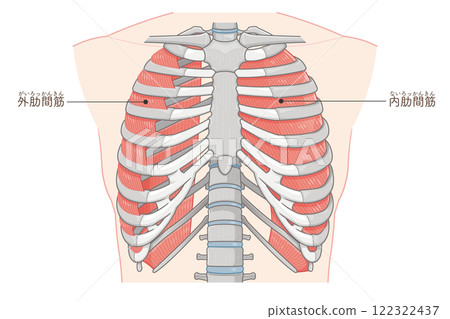 Intercostals illustration Intercostals illustration 122322437