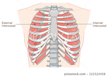 Intercostals illustration Intercostals illustration 122322438