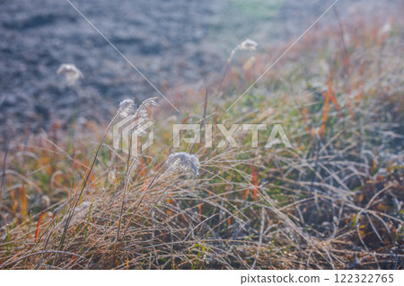 Dead grass covered with morning frost [Nagano Prefecture] 122322765