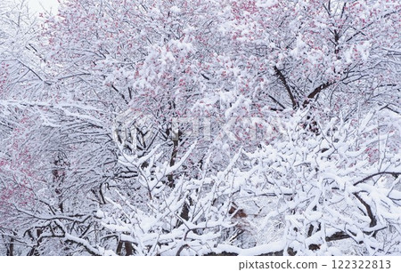 Red plum, snow, plum tree 122322813