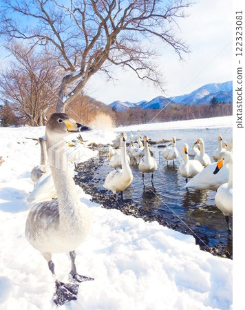 北海道弟子屈湖的大天鵝，17 122323081