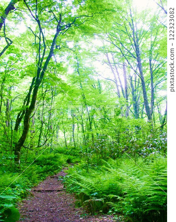 Beech forests of the Shirakami Mountains, Aomori Prefecture 122323082