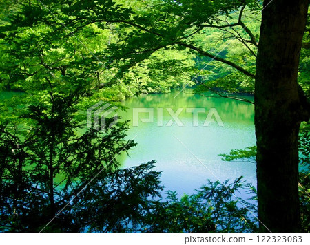 Fresh greenery of Lake Juniko, Shirakami Mountains, Aomori Prefecture 3 Fresh greenery of Lake Juniko, Shirakami Mountains, Aomori Prefecture 3 122323083