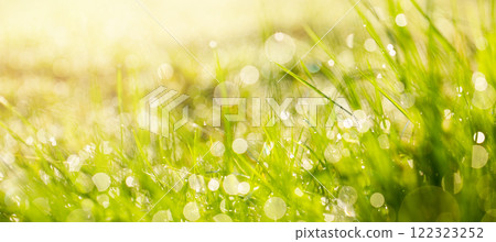 Summer grass. Green plant with sun light and bokeh, nature background in sunny summer day 122323252