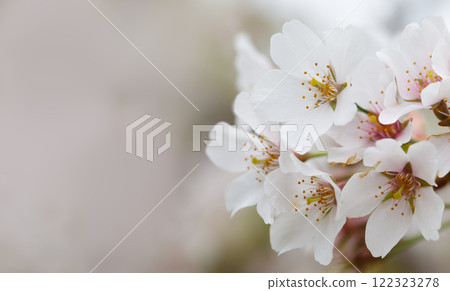Natural white flower, blossom nature background Natural white flower, blossom nature background 122323278