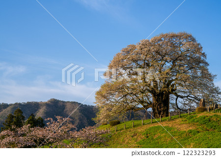 Daigozakura in the morning sun 7 Maniwa City, Okayama Prefecture Daigozakura in the morning sun 7 Maniwa City, Okayama Prefecture 122323293
