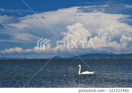 A swan swimming in Lake Shinji 122323480