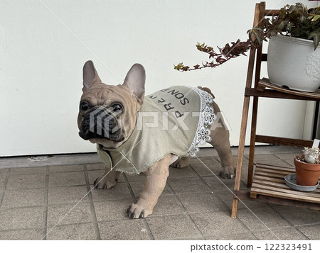 穿著衣服的法國鬥牛犬雕像和室內植物 122323491