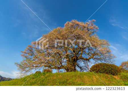 沐浴朝陽的醍醐櫻 11 岡山縣真庭市 122323613