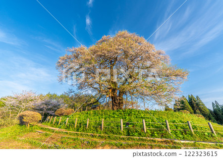 Daigozakura in the morning sun 13 Maniwa City, Okayama Prefecture 122323615