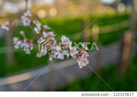 Daigo cherry blossoms 2 Maniwa City, Okayama Prefecture 122323617