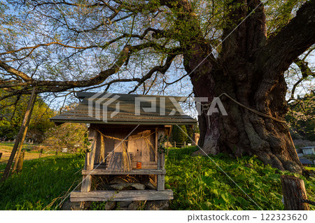 A shrine bathed in the morning sun and the trunk of a Daigo cherry tree, Maniwa City, Okayama Prefecture 122323620