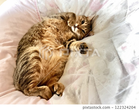 [Rescue cat] A 4-year-old brown tabby cat relaxing on a futon 122324204