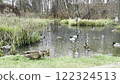 Flock of ducks swimming and feeding in a tranquil pond surrounded by reeds and grass. Peaceful wetland habitat with reflections, wildlife, serene forest, and idyllic natural scenery. 122324513