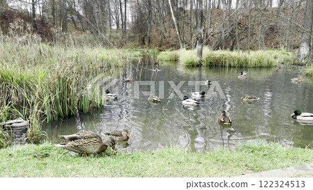 Flock of ducks swimming and feeding in a tranquil pond surrounded by reeds and grass. Peaceful wetland habitat with reflections, wildlife, serene forest, and idyllic natural scenery. 122324513