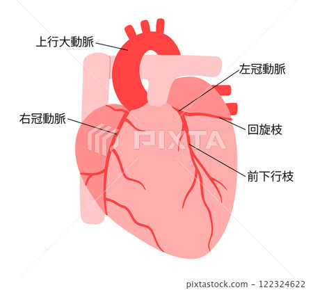 正常心臟和冠狀動脈的插圖 正常心臟和冠狀動脈的插圖 122324622
