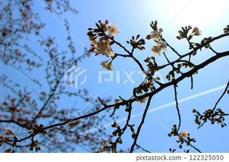 Cherry blossoms with blue sky background Cherry blossoms with blue sky background 122325050