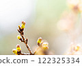 櫻花綻放，預示著春天的到來。 122325334