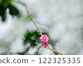 一朵梅花靜靜綻放 122325335