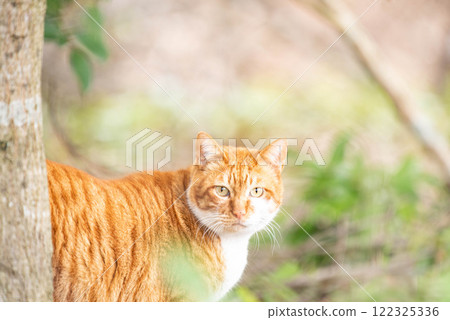 Staring contest with stray cats 122325336