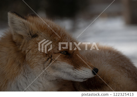 Profile of Kita fox 122325413