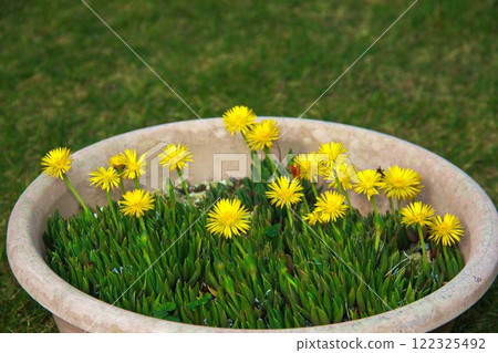 Yellow flower 122325492