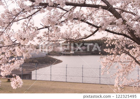 Cherry blossoms in full bloom in spring 122325495
