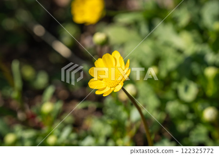 Yellow daisies blend in with the greenery Yellow daisies blend in with the greenery 122325772