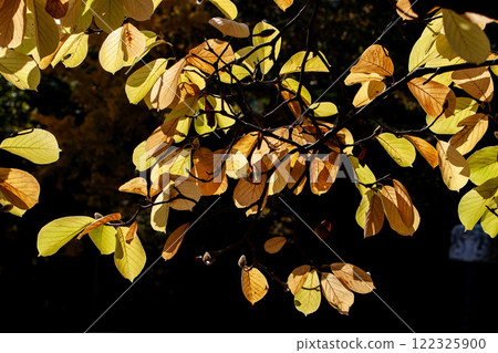 Autumn leaves Autumn leaves 122325900