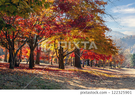 Autumn scenery Autumn scenery 122325901