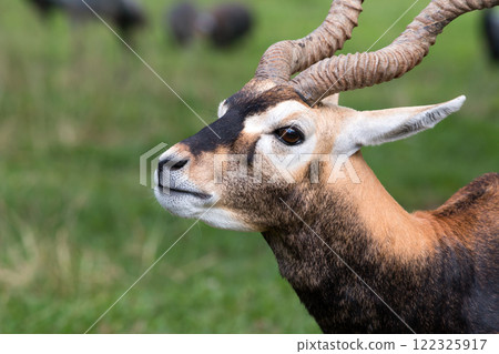 Close-up profile of an antelope with spiral horns, sharp facial markings, and alert expression against a grassy background, emphasizing wildlife and natural beauty 122325917